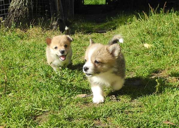 Щенки Вельш Корги Пемброк в Москве фото 18