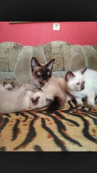 Котята меконгского бобтейла в Ростове-на-Дону фото 6