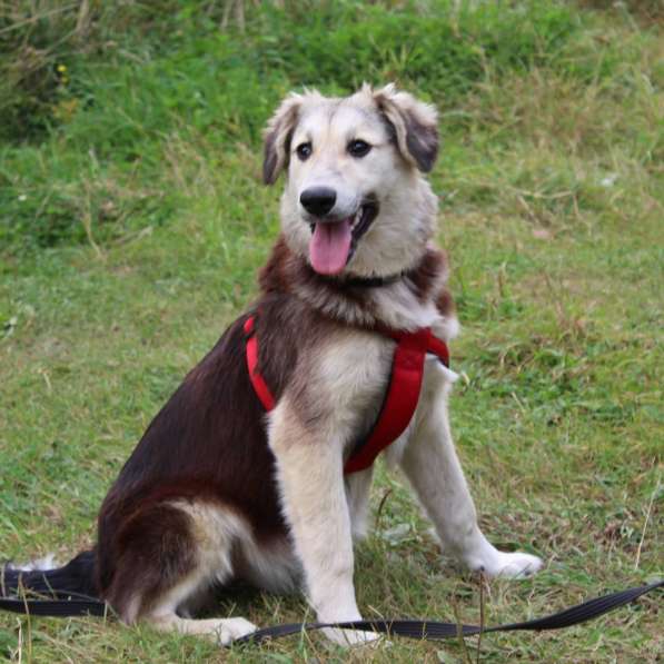 Щенок очень классный в Москве