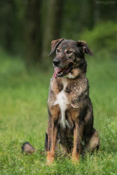 Надёжный Друг Курт ищет семью в Москве фото 18