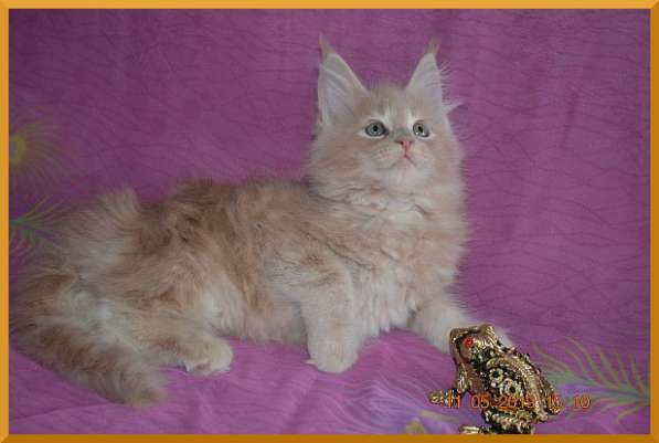 Великолепные котята мейн-кун из питомника в Волгограде фото 238