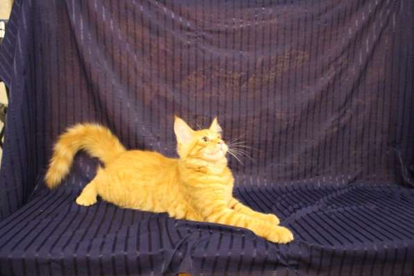 Котята Мейн Кун в фото 8