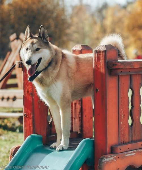 Западно-сибирская лайка Буч – шикарный пес ищет семью! в Москве фото 6