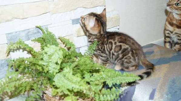 Elite Bengal Kittens в Курчатове фото 5