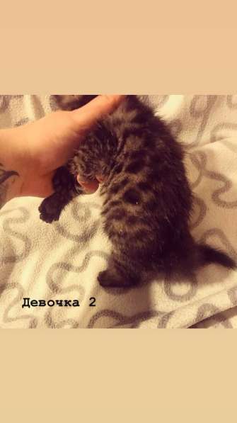 Бенгальские котята в Санкт-Петербурге фото 6