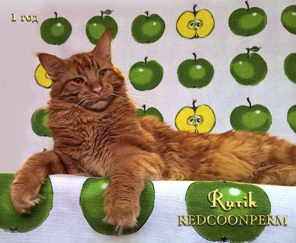 Кот мейн кун - Рюрик - уникального красного окраса в Тюмени фото 5