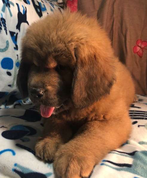 Тибетский мастиф щенки в Твери фото 27