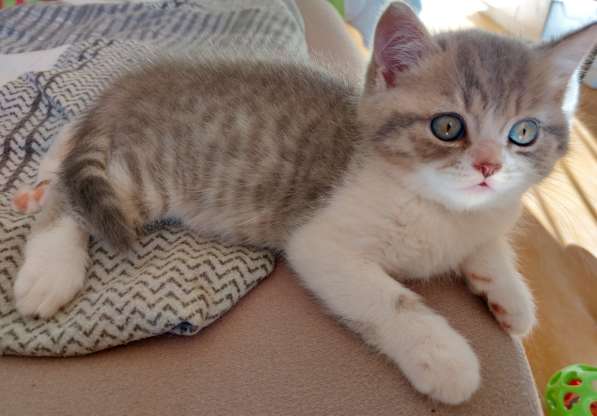 Котята Британской короткошерстной породы в фото 18