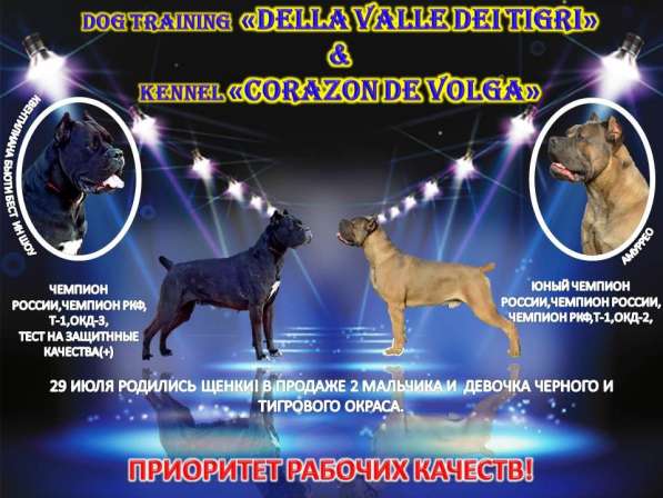 Щенки Кане корсо в Москве фото 4