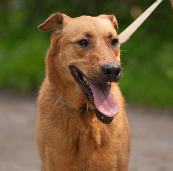 Ксюха ищет дом!