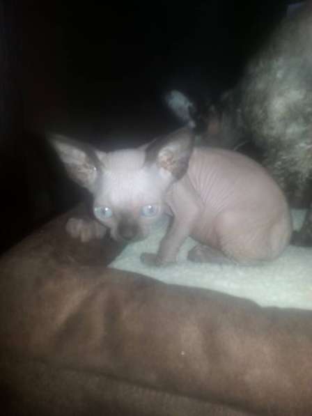 Котята кучеряшки в Москве фото 6