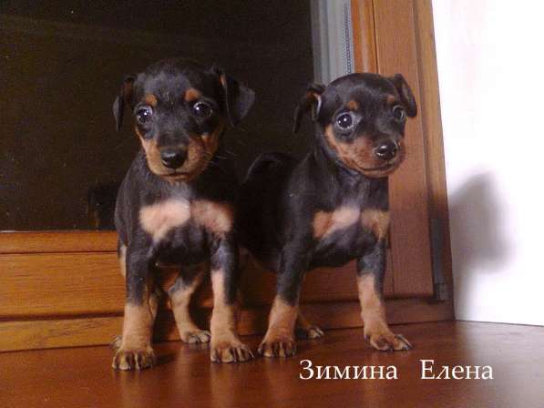 Щенки цвергпинчера черно-подпалого окраса в Москве фото 3