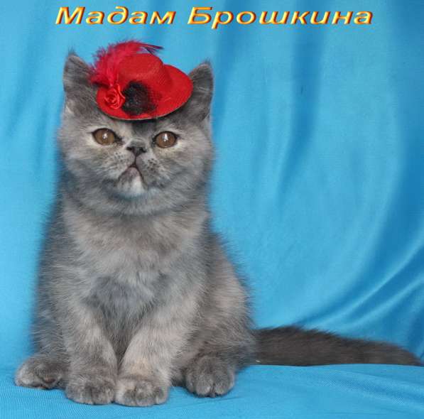 Котенок персидский экзотический. Девочка. Фото, Видео в фото 13