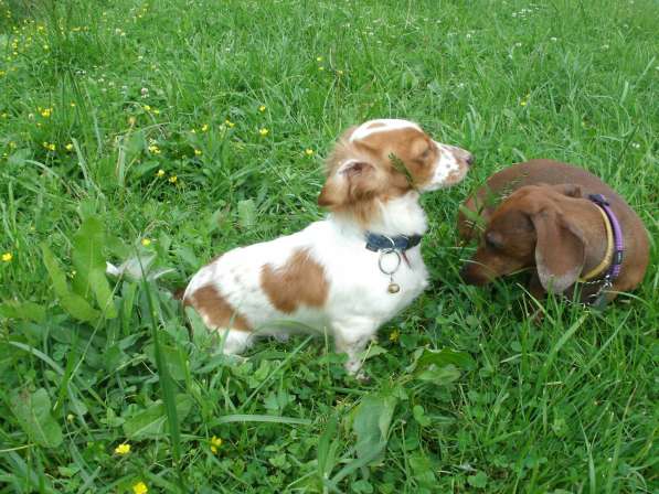 Выгул собак в Москве фото 6