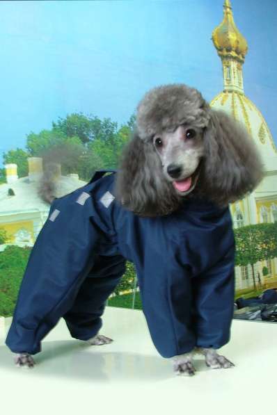 Индивидуальный пошив одежды для собак в Екатеринбурге фото 5