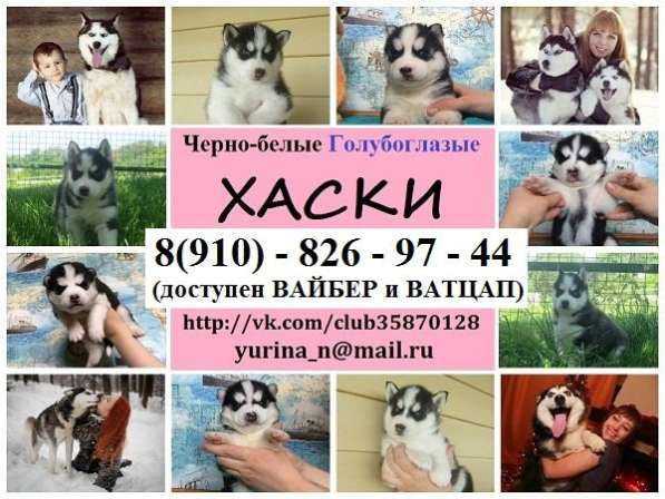 Сибирская хаски черно-белые. голубоглазые и разноглазые в Владимире