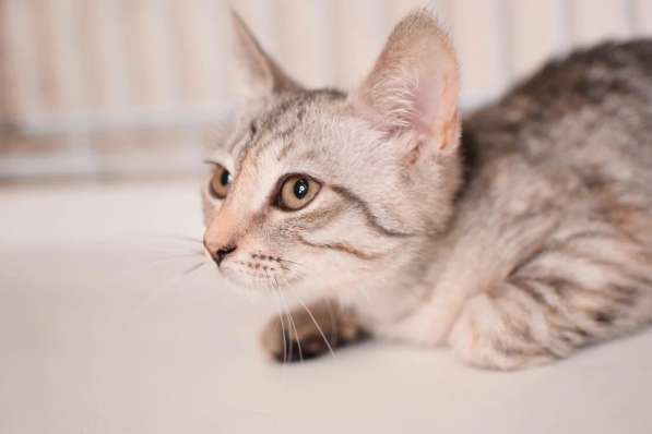 Нежная котенок Принцесса - ищет дом в Москве фото 5