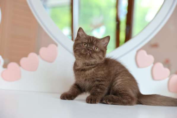 Продается замечательная британская кошечка-котенок в Владивостоке фото 3