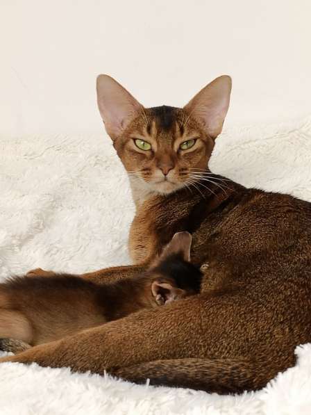 Абиссинская кошка красавица в любимицы в добрую семью в фото 3