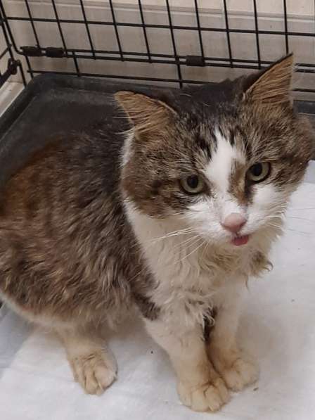 Одинокий котик роскошной внешности ищет дом в Санкт-Петербурге фото 25