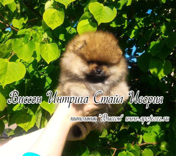 Самые очаровательные и привлекательные в Подольске фото 4