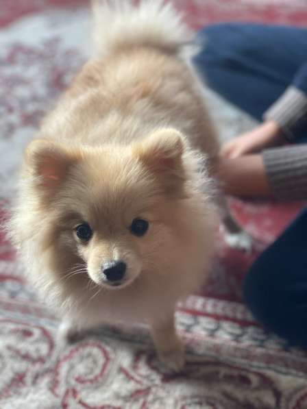 Шпиц в Алейске