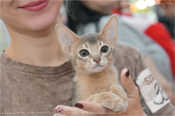 Абиссинский котенок шоу в Санкт-Петербурге