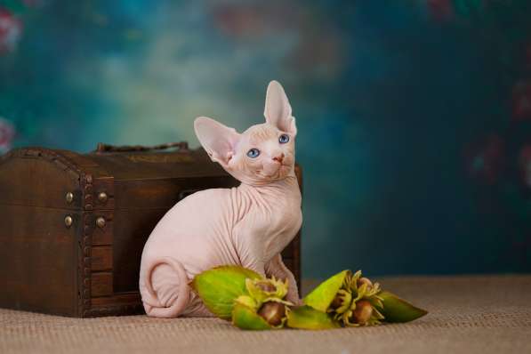 Роскошные из питомника котята Эльф, Бамбино, сфинкс в Ижевске