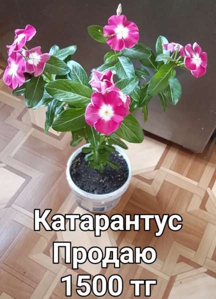 Катарантусы разных расцветок продаю в фото 28