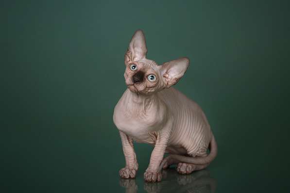 Эльфы, Двэльфы, бамбино или сфинксы - магические кошки в Керчи фото 9