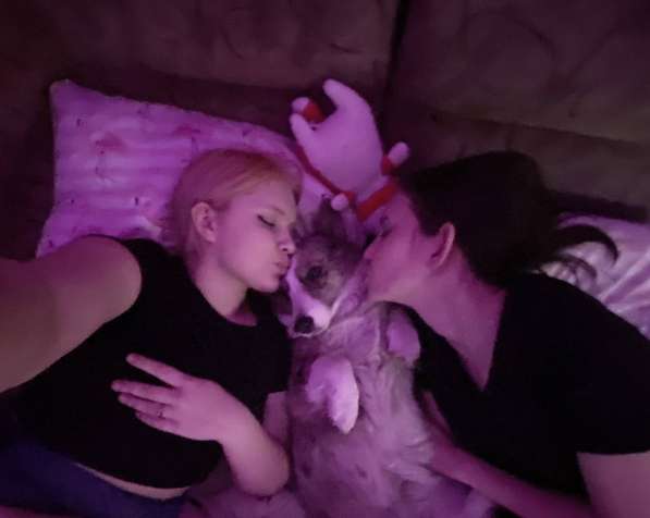 Вельш корги кардиган в Новокузнецке