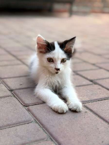 Котенок