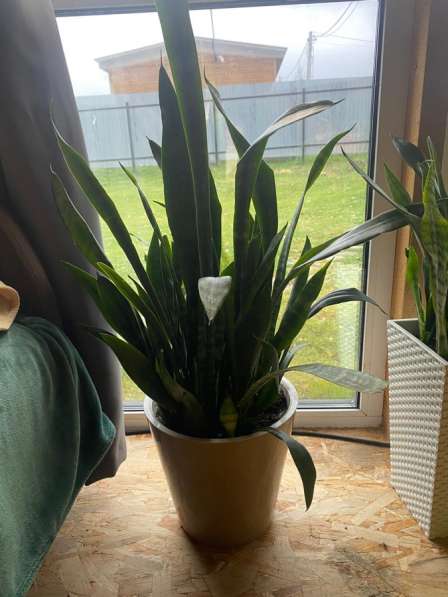 Цветы в Чехове