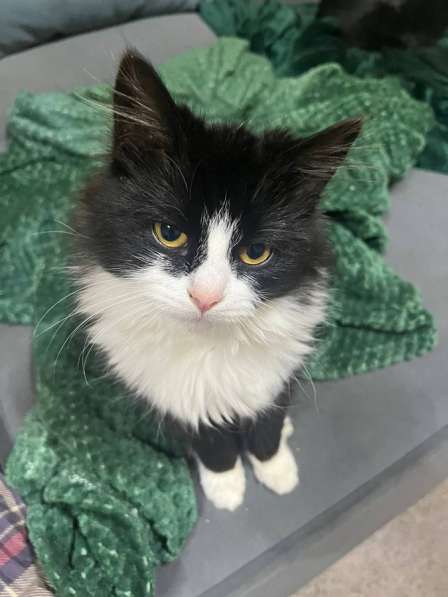 Кошечка в добрые руки