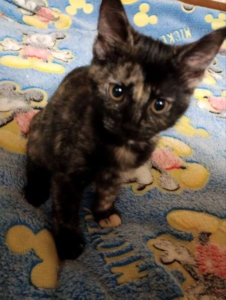 Весёлые и ловкие котятки ищут дом в фото 5