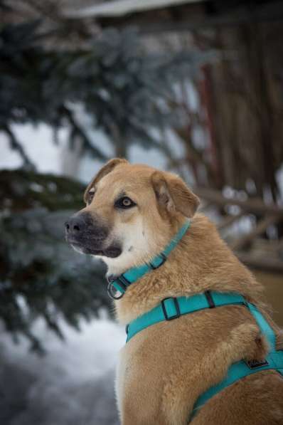 Чудесная Барабулька ищет дом и любящую семью! в Москве фото 9