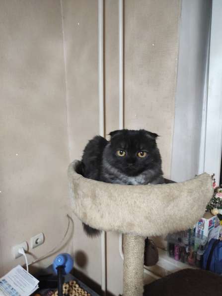 Шотландский вислоухий кот в Краснодаре фото 3