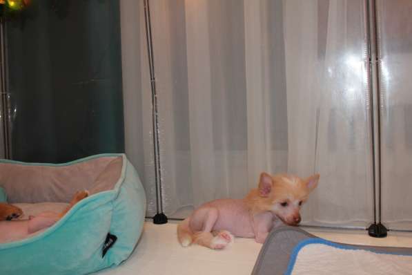 Щенок КХС в Москве фото 5