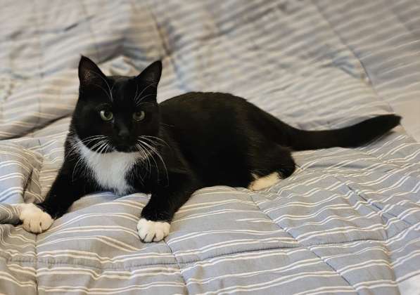 Очаровательная кошка Соня в дар в