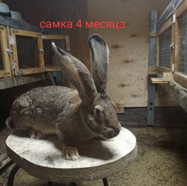 Кролики Фландер в Липецке