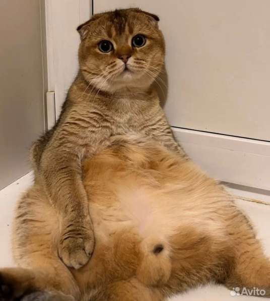 Котята золотая шиншила в Ижевске фото 4