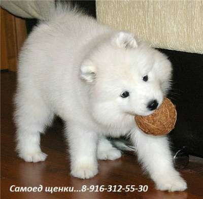 Самоед щенки в Казани фото 3