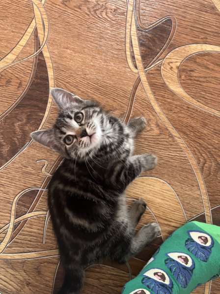 Котята в Белово фото 8