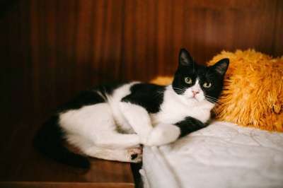 Отдам даром Удивительная кошка Боня в Санкт-Петербурге фото 5