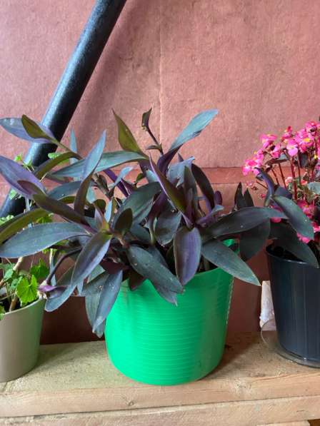 Цветы в Чехове фото 4