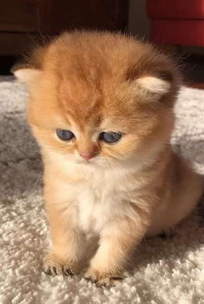 Британский котенок