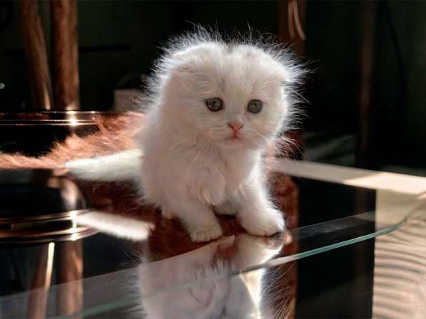 Шотландский белый вислоухий котёнок / Scottish Fold (white) в фото 7