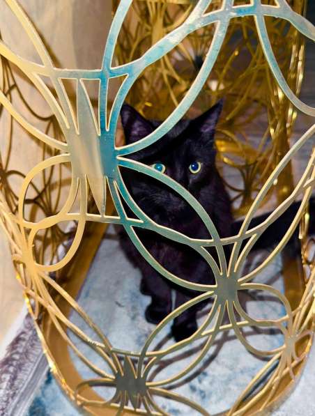 Chat noire