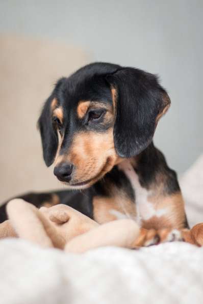 Очаровательная девочка Зиппи готова к переезду в новый дом в Санкт-Петербурге фото 4