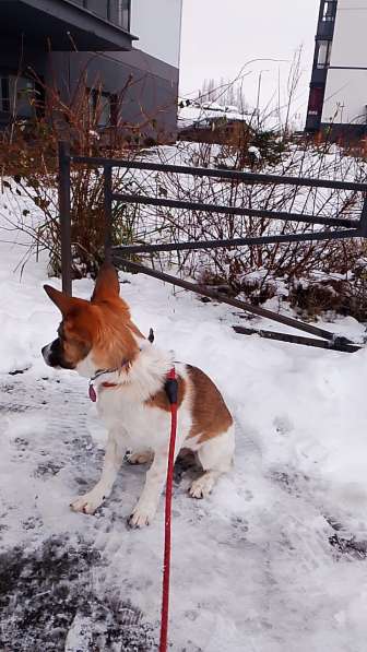 Маленькая и ласковая собачка, диванный вариант в Санкт-Петербурге фото 5